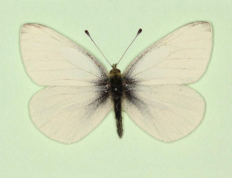 Pieris rapae male (aberrant form immaculata) (Internet Image property of respective owner, non-commercial use only)
